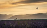 192 - EARLY MORNING AT VALENSOLE - PORTER GLENN - wales <div