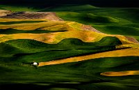 292 - PALOUSE FARM 7 - NGUYEN THINH - united states <div