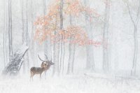 355 - DEER IN THE SNOW - HUANG YUNHUA - china <div
