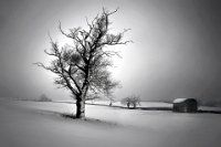 357 - WINTER LIGHT - FRY MARTIN - united kingdom <div