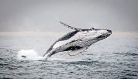 1 - BREACHING WHALE 3 - WATSON GRAEME - australia <div