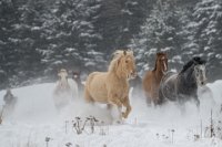 148 - GALOPADE DANS LA NEIGE - GILLIEAUX BRIGITTE - belgium <div