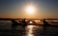 239 - HORSES AT SUNSET 72 - KWAN PHILLIP - canada <div