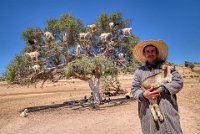 293 - ARGAN GOATS - GOKYIGIT MEHMET - cyprus <div