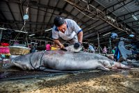 98 - FISH SLAUGHTER - CHU SIEW THONG - malaysia <div