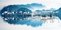 230 - MORNING LIGHT FLAMINGO - YANG SHENGHUA - china <div