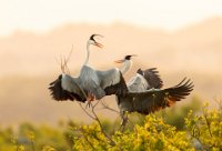 233 - DANCING IN THE SUNSET - LIU GUOQIN - china <div