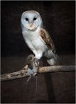 247 - BARN OWL WITH PREY - MONCRIEFF CHRIS - england <div