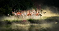 309 - BEAUTIFUL FLAMINGOS - CHEANG SHERMAN - macau <div