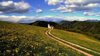 323 - YELLOW CARPET - BEGUS JANEZ - slovenia <div