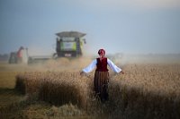 409 - IT'S HARVEST TIME - KAPSA EDUARDS - latvia <div