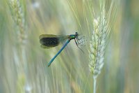 475 - CALOPTERYX SPLENDENS MALE - TURLUR-CHABANON SOPHIE - france <div