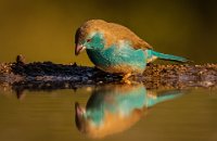 6 - BLUE WAXBILL - BRYAN DAVID - australia <div