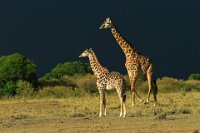 90 - MASAI GIRAFFE AND CALF - DEVINE BOB - england <div