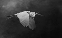 PSA HONOR - GREAT WHITE EGRET - AGGISS KATH - england <div