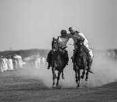 183 - HORSES - ALJABRI AHMED - oman <div