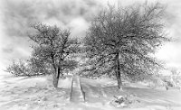 190 - THREE TREES AND A BLOCKED STAIRCASE - HARLEY BRUCE - scotland <div