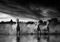 216 - RACING THE STORM - BOYTELL KERRY - australia <div