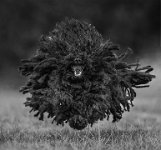 261 - PULI IN FLIGHT - ANDREWS VICTORIA - england <div