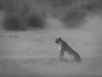 314 - LIONESS IN SANDSTORM BW - SMIT DERRICK - south africa <div