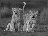 341 - LION CUBS AT SUNSET - WHISTON IAN - england <div