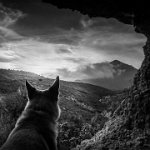 48 - DOG IN THE SKYE - DENEVE LAURENT - belgium <div