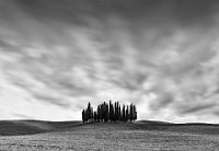 7 - CYPRESS COPSE - WILSON VIOLET - australia <div