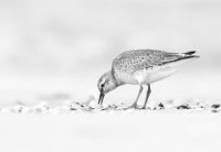 80 - CALIDRIS CANUTUS - BOEL GULDMANN KIS - denmark <div