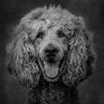 95 - STANDARD POODLE - ANDREWS VICTORIA - england <div