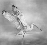 121 - SPOONBILL - ANDREWS VICTORIA - england <div