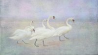 196 - MARCH OF THE SWANS - MUDLE-SMALL LYNDA - england <div