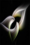 249 - CALLA LILY IN A TWIRL - BURWOOD PAUL - england <div