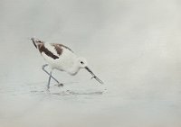 39 - FISHING AVOCET - ANDREWS VICTORIA - england <div