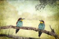 40 - BEE EATERS - MUDLE-SMALL LYNDA - england <div