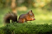 DIPLOME - SQUIRREL WITH NICE NUT - GABRIELS SARA - belgium <div