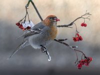 FIAP HONOR - PINE GROSBEAK - ALMEN ANNA - sweden <div