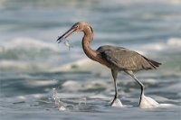 FIAP HONOR - REDDISH EGRET WITH FISH - GELDARD ROGER - england <div