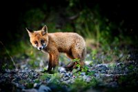 106 - YOUNG FOX - MARZIO VIZZONI - italy <div