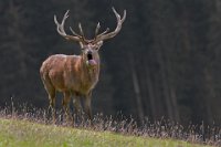 11 - TONG - DE FRAINE JOZEF - belgium <div