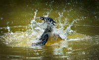 115 - HUNGRY BIRD - CHEANG SHERMAN - macau <div