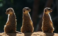 117 - MEERKATS ON THE ALERT - CATANIA GOTTFRIED - malta <div