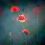 121 - POPPIES - NABZDYK IWONA - poland <div