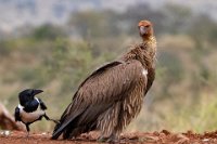 126 - CRAW AND VULTURE 2019 05 21 09.1215 - HOLMBERG KENT - sweden <div