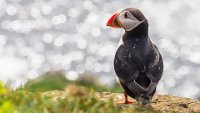 127 - FAROESE PUFFIN - DONOS CRISTIAN - usa <div