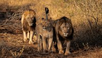 129 - LION FAMILY - BRYAN DAVID - australia <div