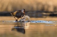 136 - UN PETIT OISEAU UN PETIT POISSON - VEKEMANS MURIEL - belgium <div