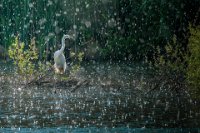 137 - AIGRETTE SOUS LA PLUIE - GUILLAUME MICHEL - belgium <div