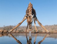 14 - GIRAFFE DRINKING WATER - MICHIELS BART - belgium <div