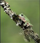 159 - SNOWFLAKE TREE FROG - HAYES BEVERLY - england <div
