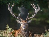 160 - RED DEER STAG  CERVUS ELAPHUS - MONCRIEFF CHRIS - england <div